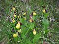 DSCN0459 (PN val Montanaia_orchidee dette scarpette della Madonna)